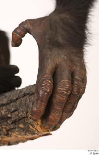 Chimpanzee Bonobo hand 0024.jpg